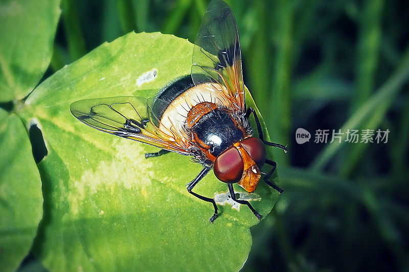 透明Volucella transparent Fly Insect